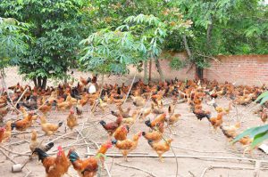 Kỹ thuật nuôi gà thả vườn đạt lợi nhuận chăn nuôi tối đa