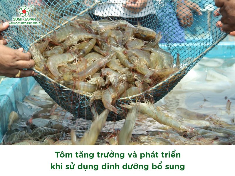 dinh dưỡng bổ sung cho tôm
