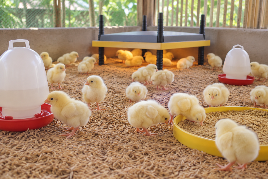 Gà con trong khu úm có nền trấu khô, khay thức ăn và máng uống