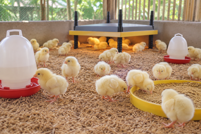 Gà con trong khu úm có nền trấu khô, khay thức ăn và máng uống