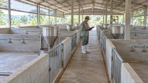 Minh họa chuồng heo trống, sạch với máng ăn và người kiểm tra trước khi nhập đàn mới